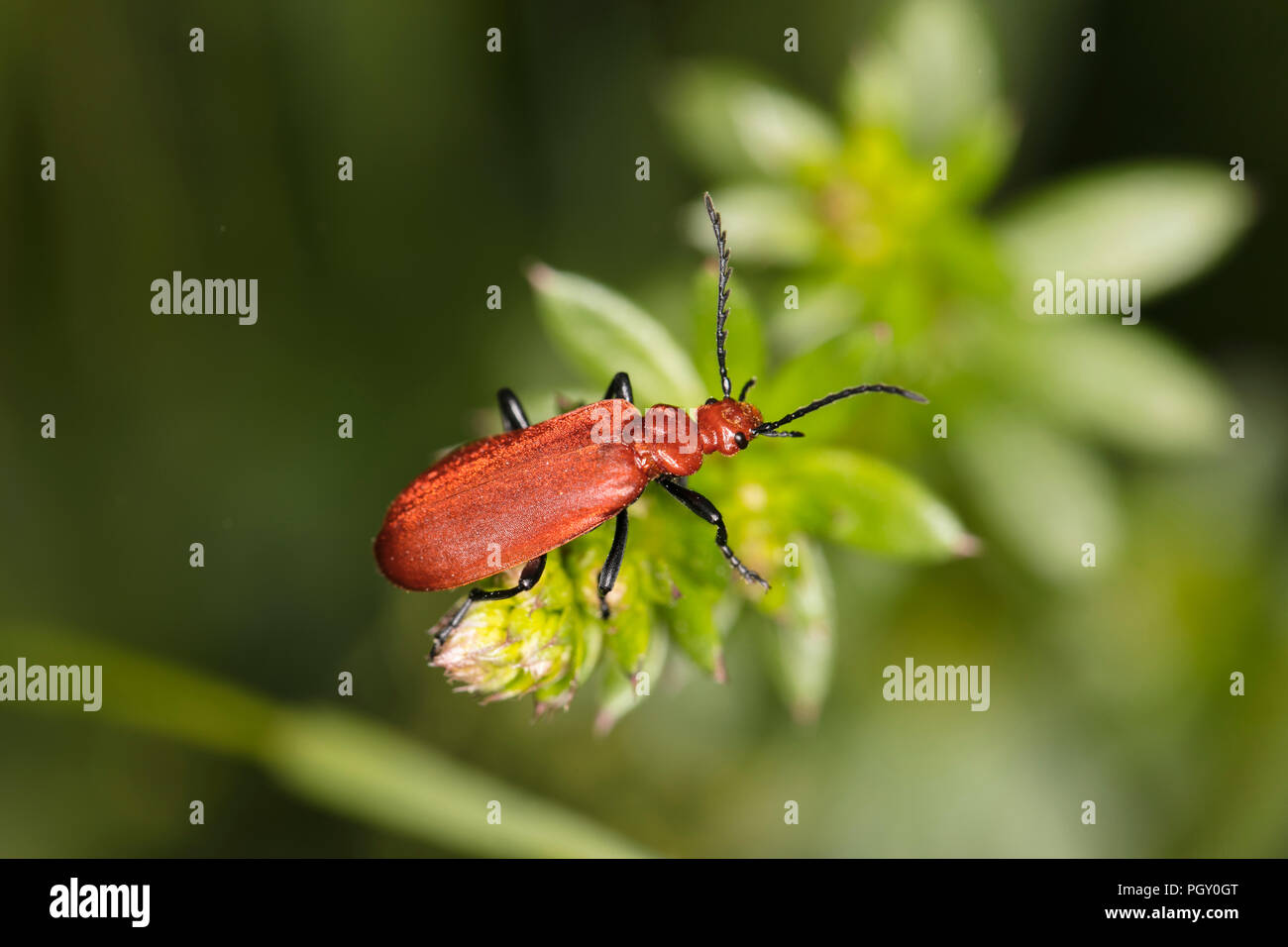 Cucujus cinnaberinus, beetle from the family of crimson, beautiful red color Stock Photo