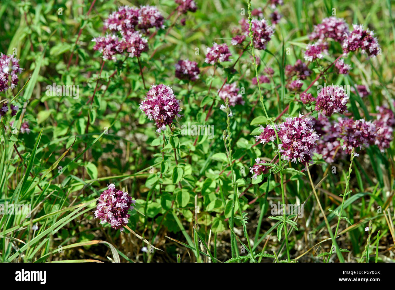 Oregano Wild marjoram (Origanum vulgare) Marjolaine sauvage Origan