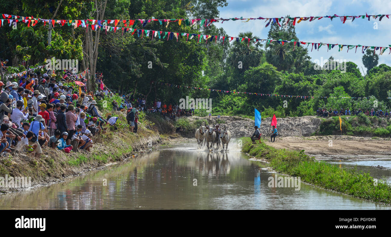 Chau Doc, Vietnam - Sep 3, 2017. Cows (ox) racing on rice field in Chau Doc, Vietnam. The ox racing in Chau Doc has an age old tradition. Stock Photo