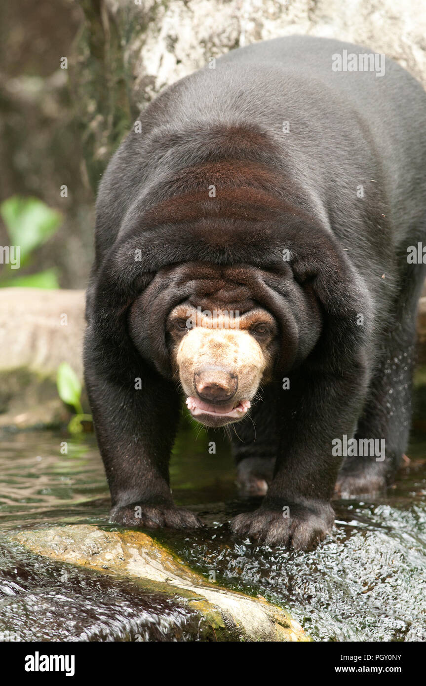 Ours des cocotiers hires stock photography and images Alamy — free download