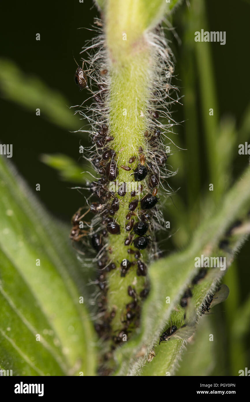 very small black insects on the plant Stock Photo - Alamy