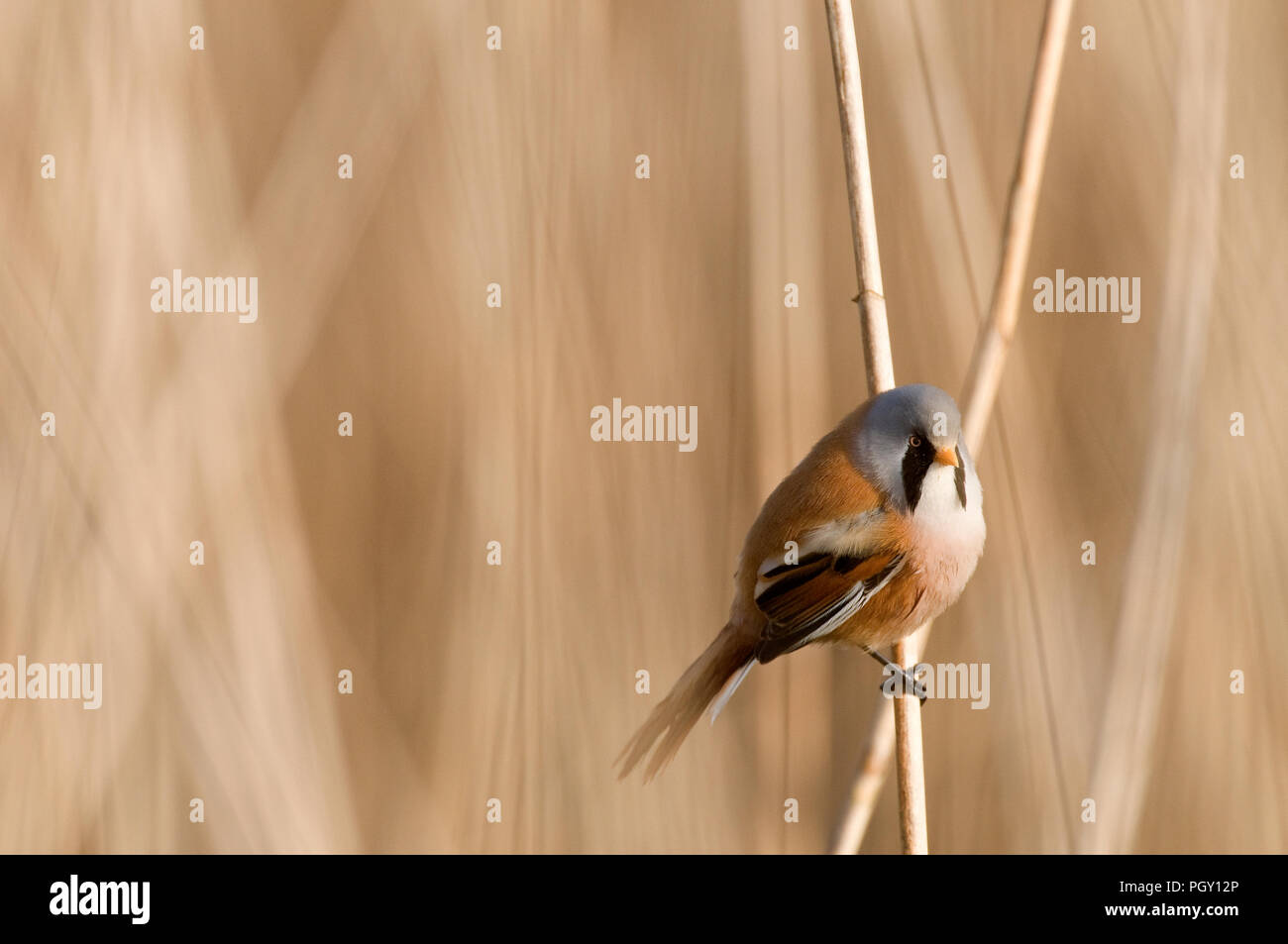 Bearded Reedling (Panurus biarmicus) - male - France Panure a moustaches Stock Photo
