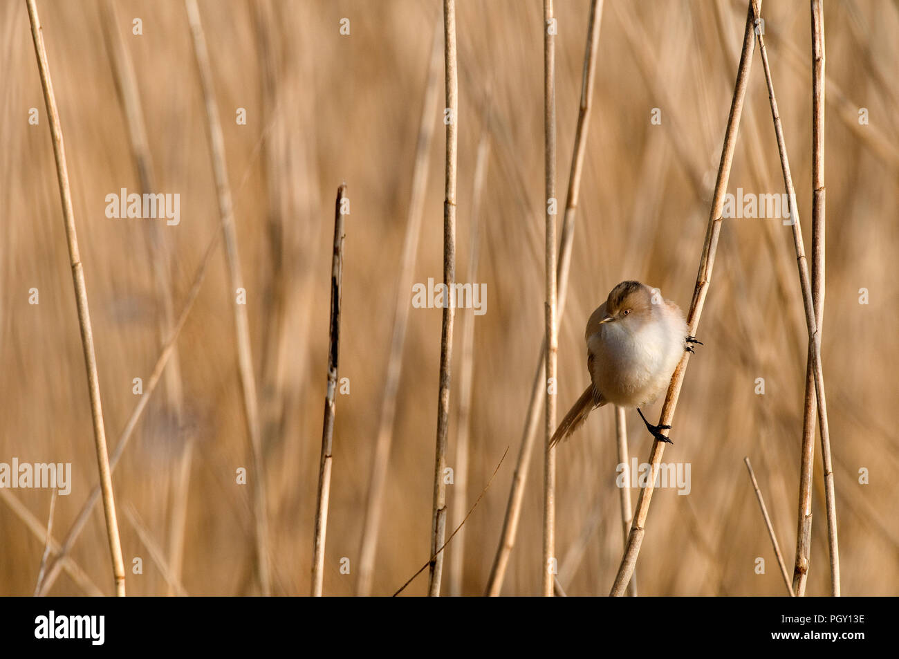 Bearded Reedling (Panurus biarmicus) - female - France Panure a moustaches Stock Photo