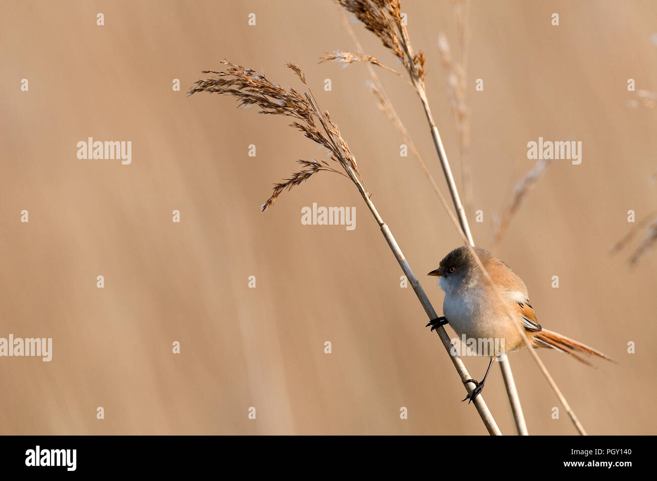 Bearded Reedling (Panurus biarmicus) - female - France Panure a moustaches Stock Photo