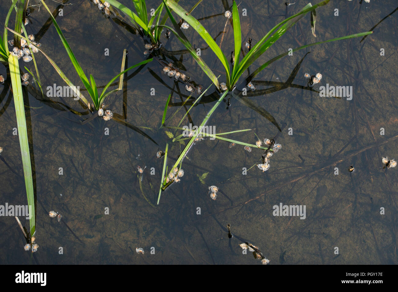 grass grows in water Stock Photo Alamy