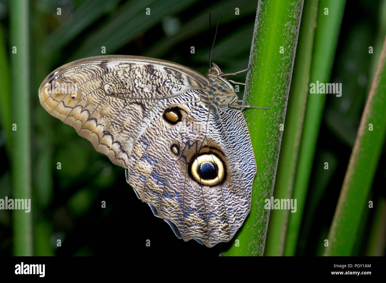 Owl Butterfly (Caligo eurilochus) Costa Rica Papillon Hibou Stock