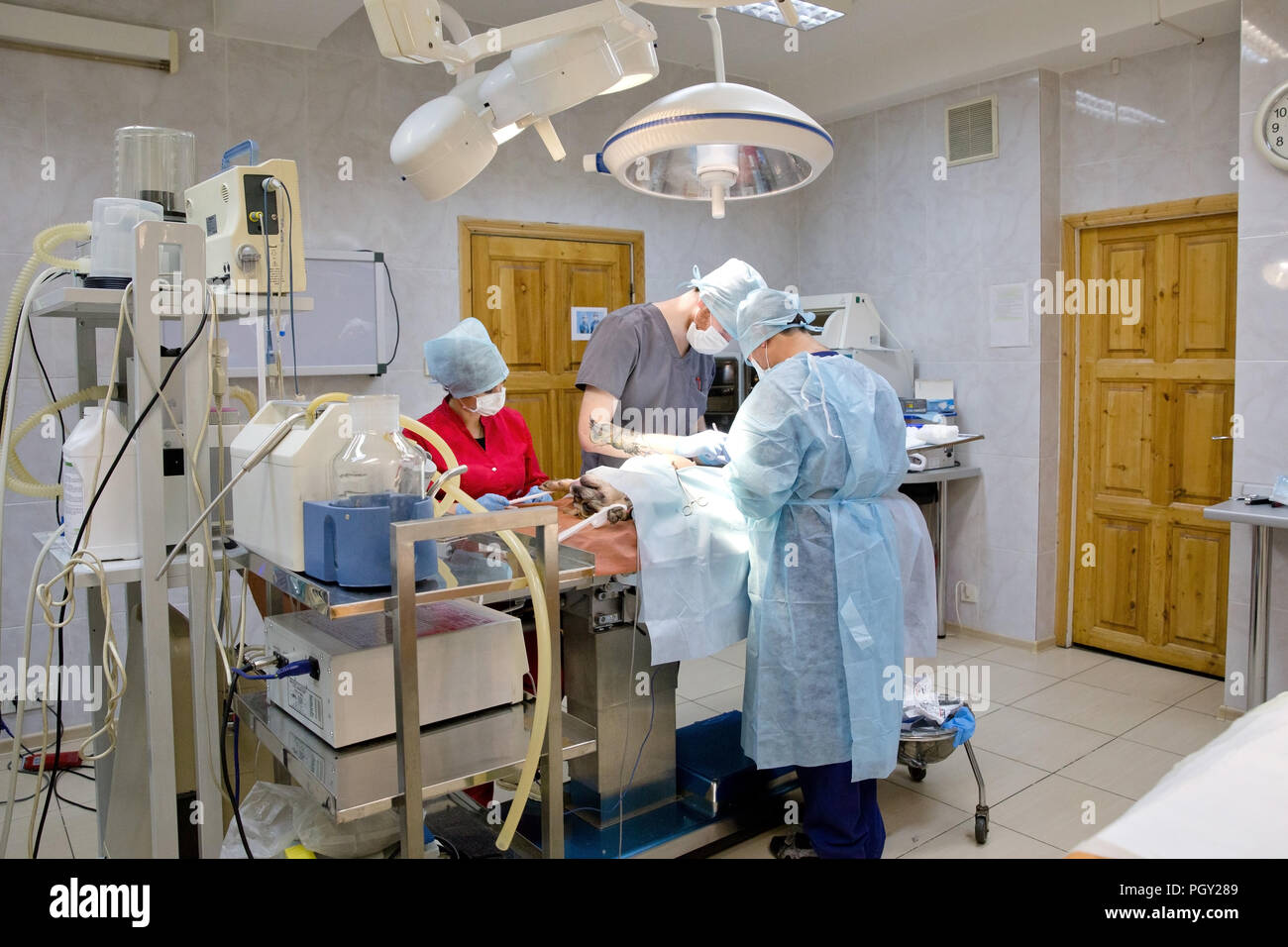 Veterinary surgeons make surgery for dog in the operating room of a