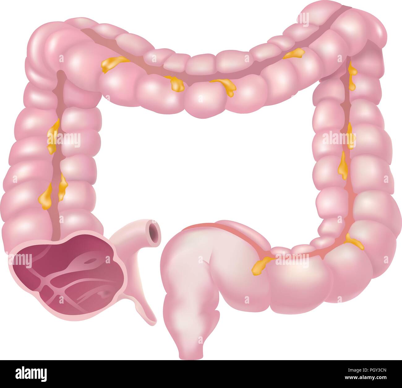 The large intestine, also called the colon, is part of the final stages of digestion Stock Vector