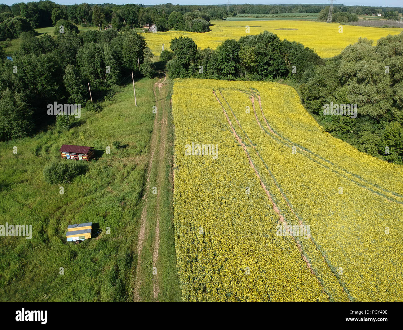 Summer blossoming rapeseed fields with two mobile beehives, aerial view Stock Photo