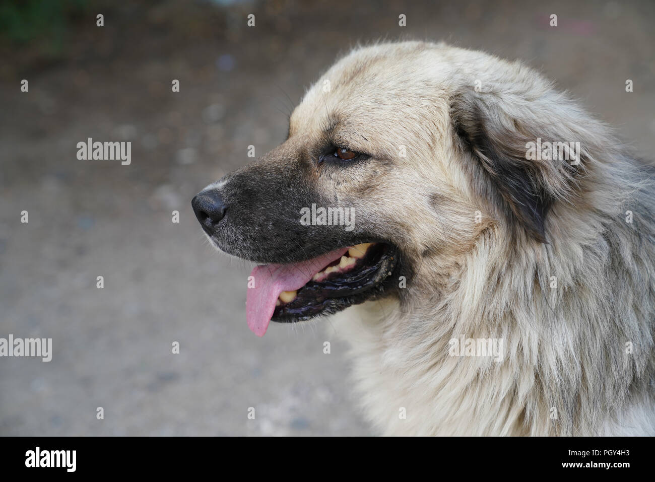 Close-up of a gray stray dog who is staring at something and opens his mouth funny and playful. Stock Photo