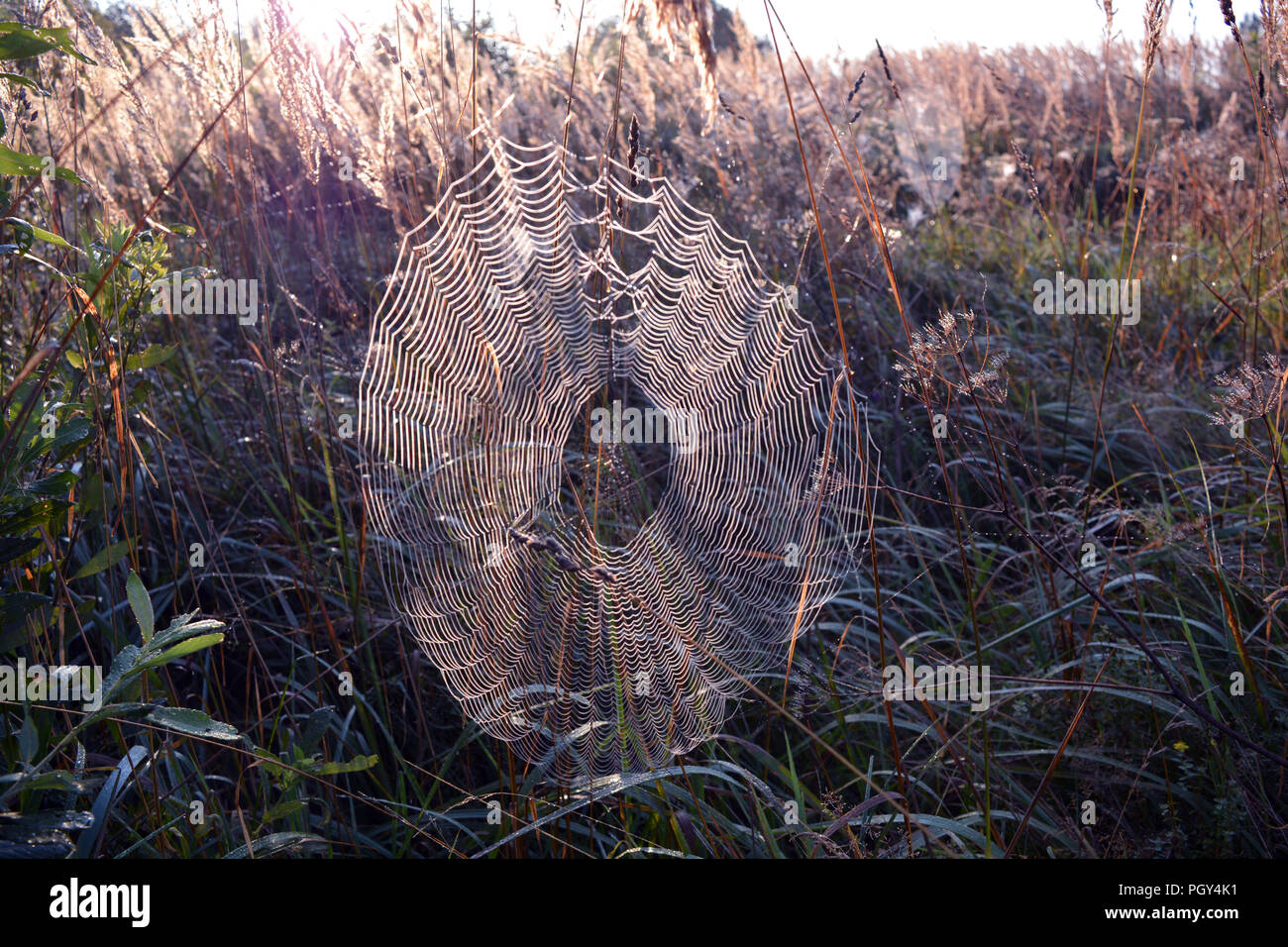 Summer end dewy spiderwebs on meadow and morning sunlight Stock Photo