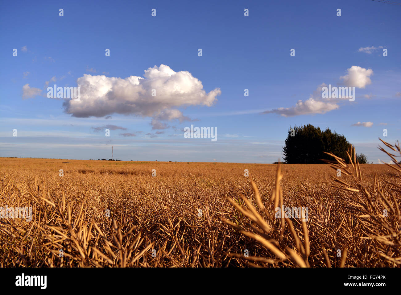 Ripe golden summer end rapeseed field,  farmland landscape Stock Photo
