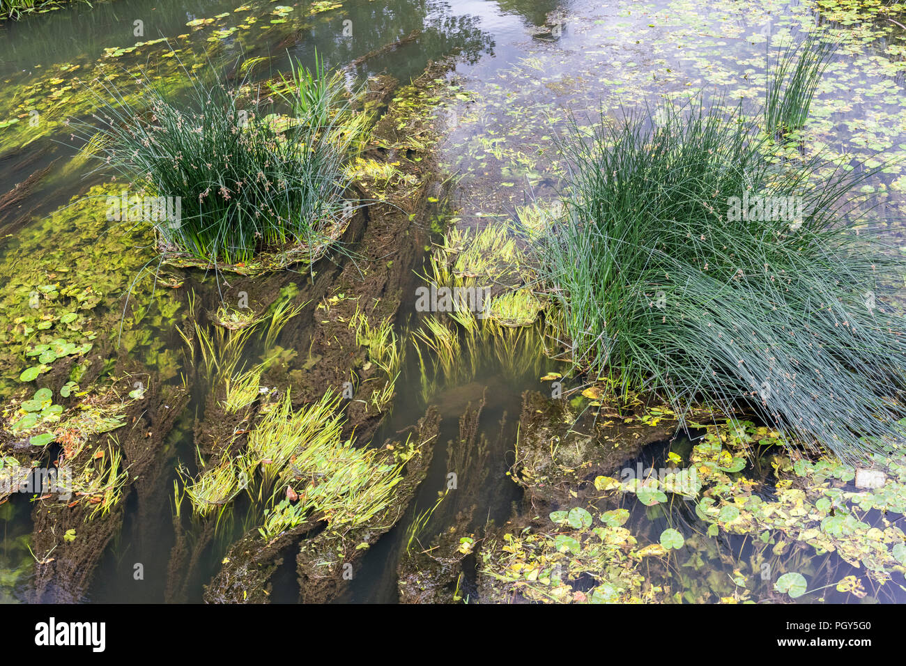 Low river level of the River Avon reveals grasses. England, UK Stock Photo
