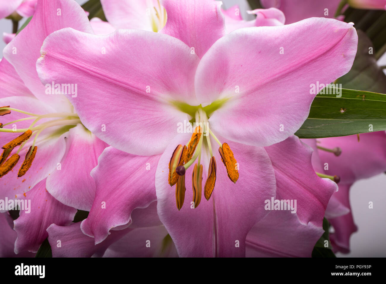 Close-up of pink liles flowers. Common names for species in