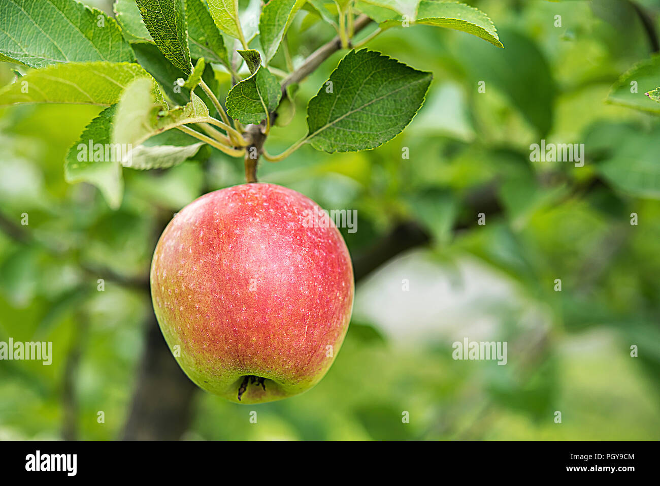 Sweet ripe red side apple with leaves hanging on tree branch at orchard garden. Autumn or summer harvest time and healthy eating concepts. Selective f Stock Photo