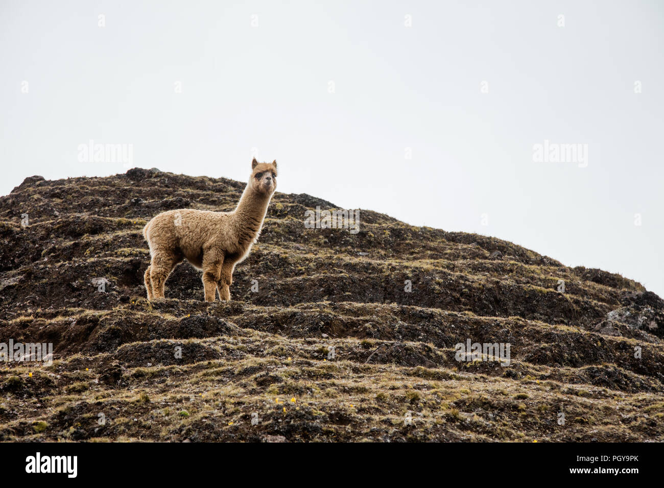 Baby llama in peru hi-res stock photography and images - Alamy