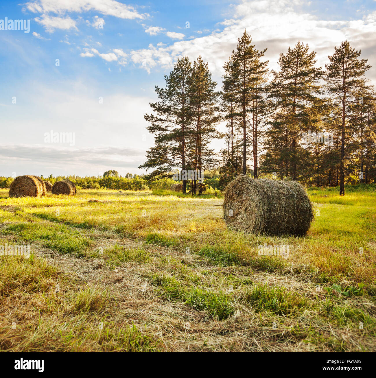 Hay bale rolls in a field Stock Photo - Alamy
