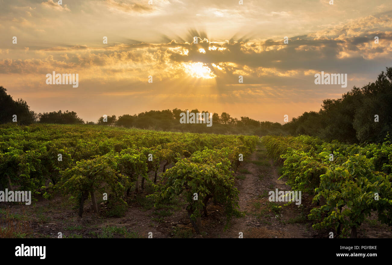 Grape fields and sunrise Stock Photo