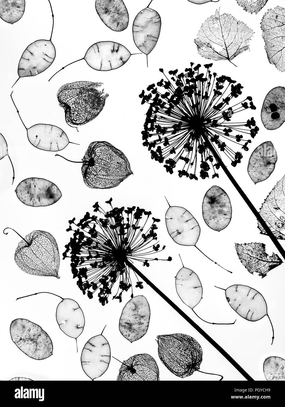Black and white alliums Black and White Stock Photos & Images - Alamy
