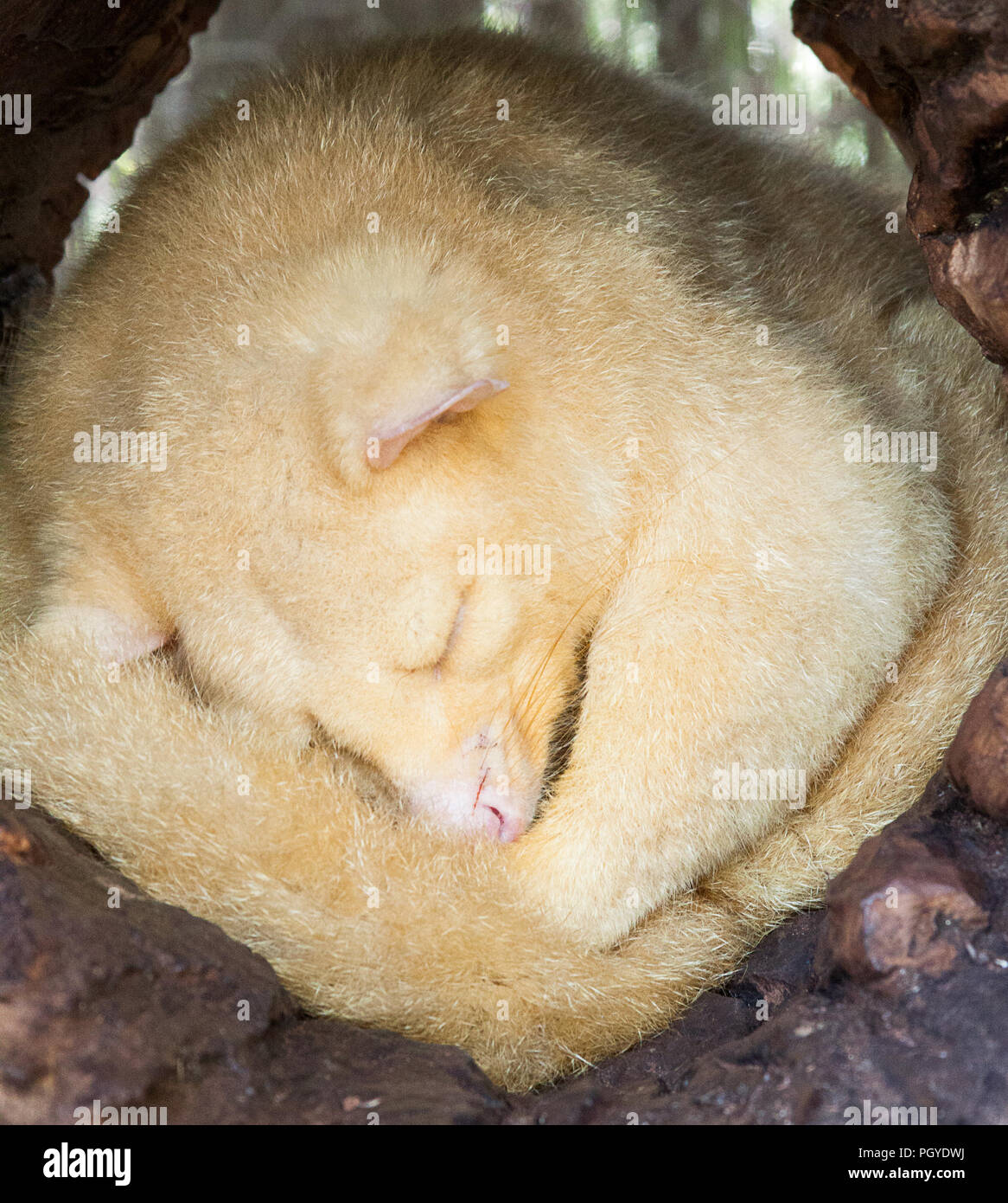 Golden Common Brushtail Possum Trichosurus Vulpecula Cureld Up Sleeping Stock Photo Alamy