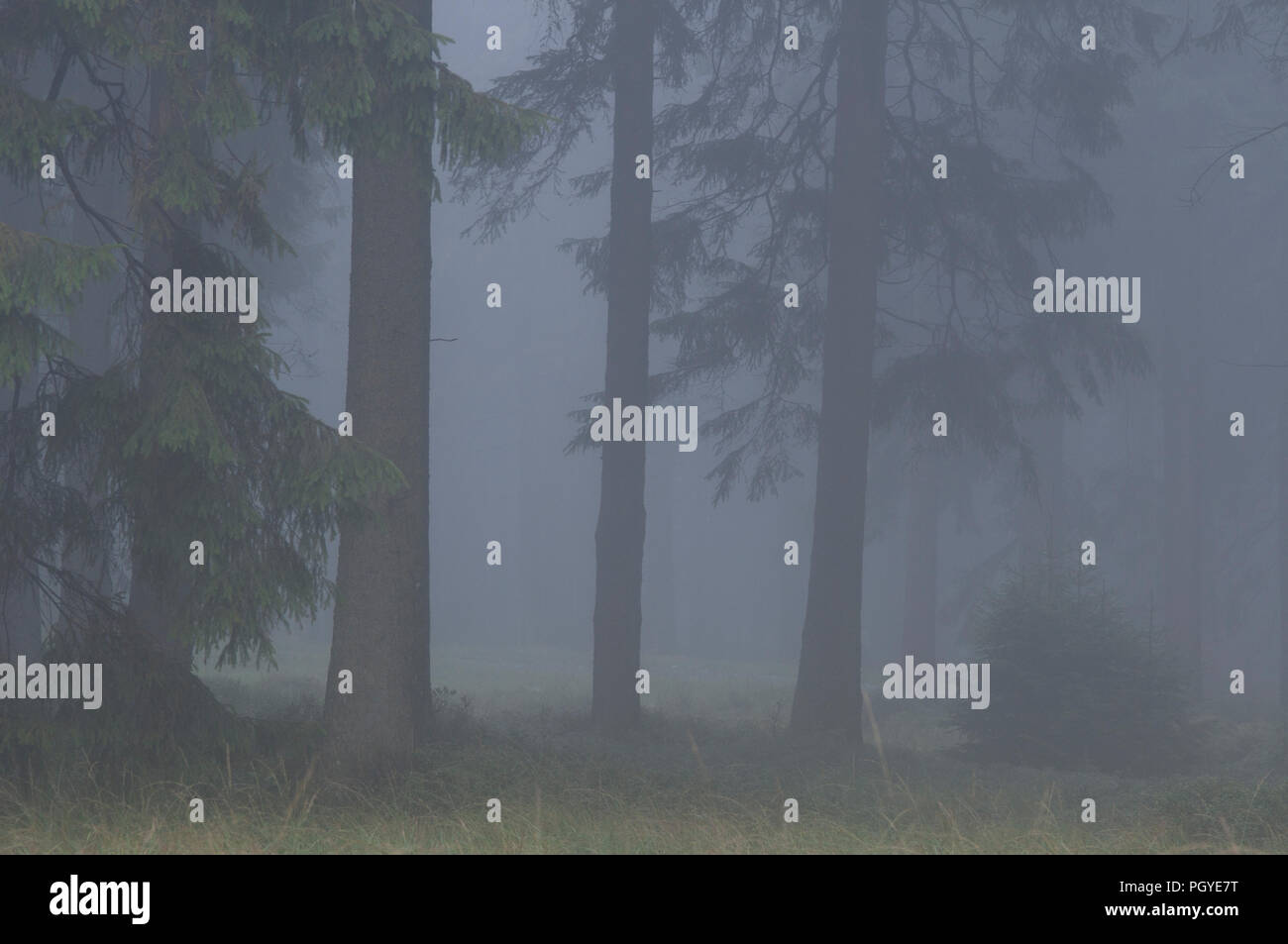 Fog in the wood - Belgium Brouillard en forêt - Belgique Stock Photo