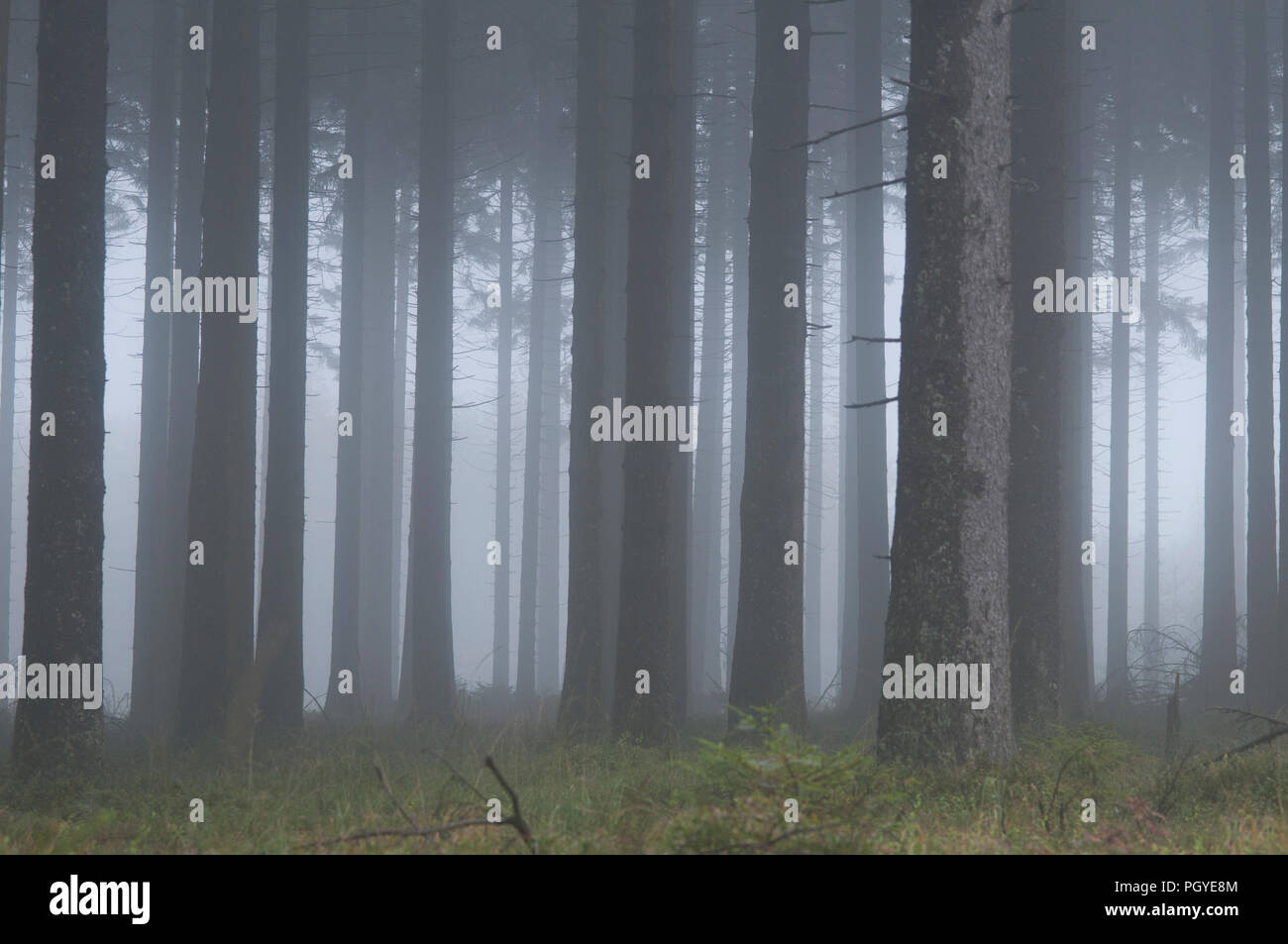 Fog in the wood - Belgium Brouillard en forêt - Belgique Stock Photo