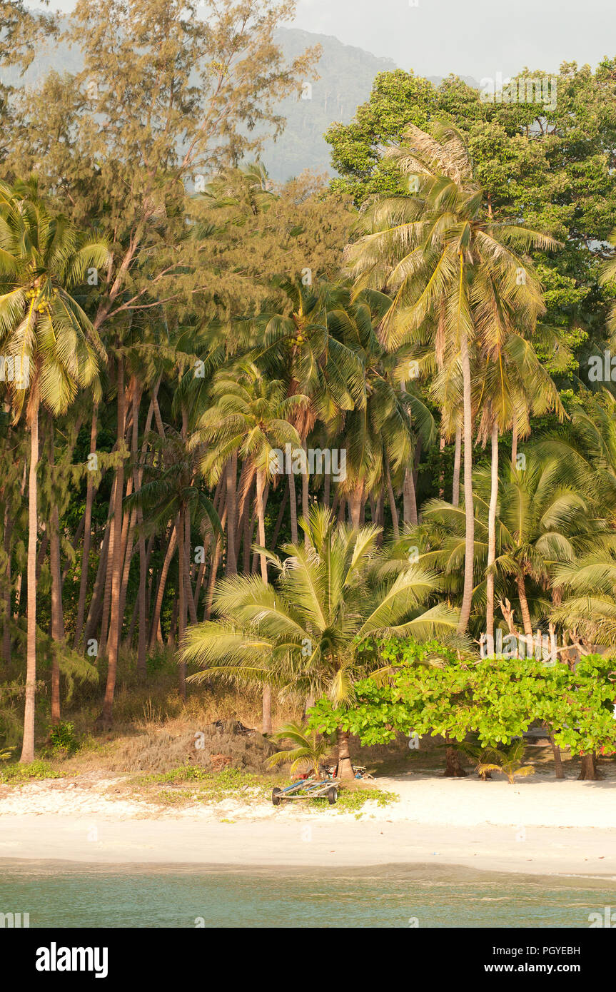 Landscape - Beach and coconut trees - Koh Samui - Thailand Paysage exotique Stock Photo