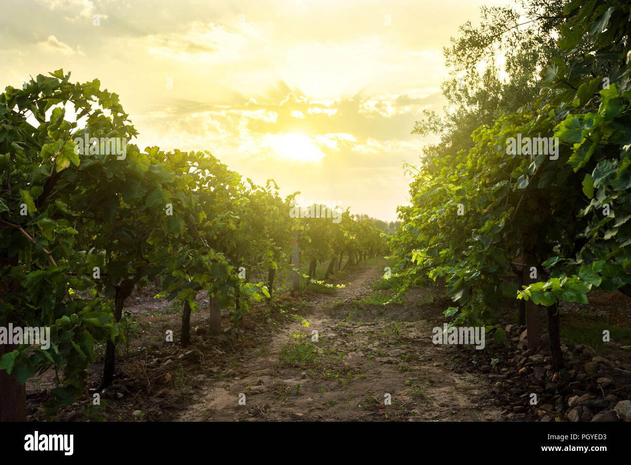 Grape fields and sunrise Stock Photo