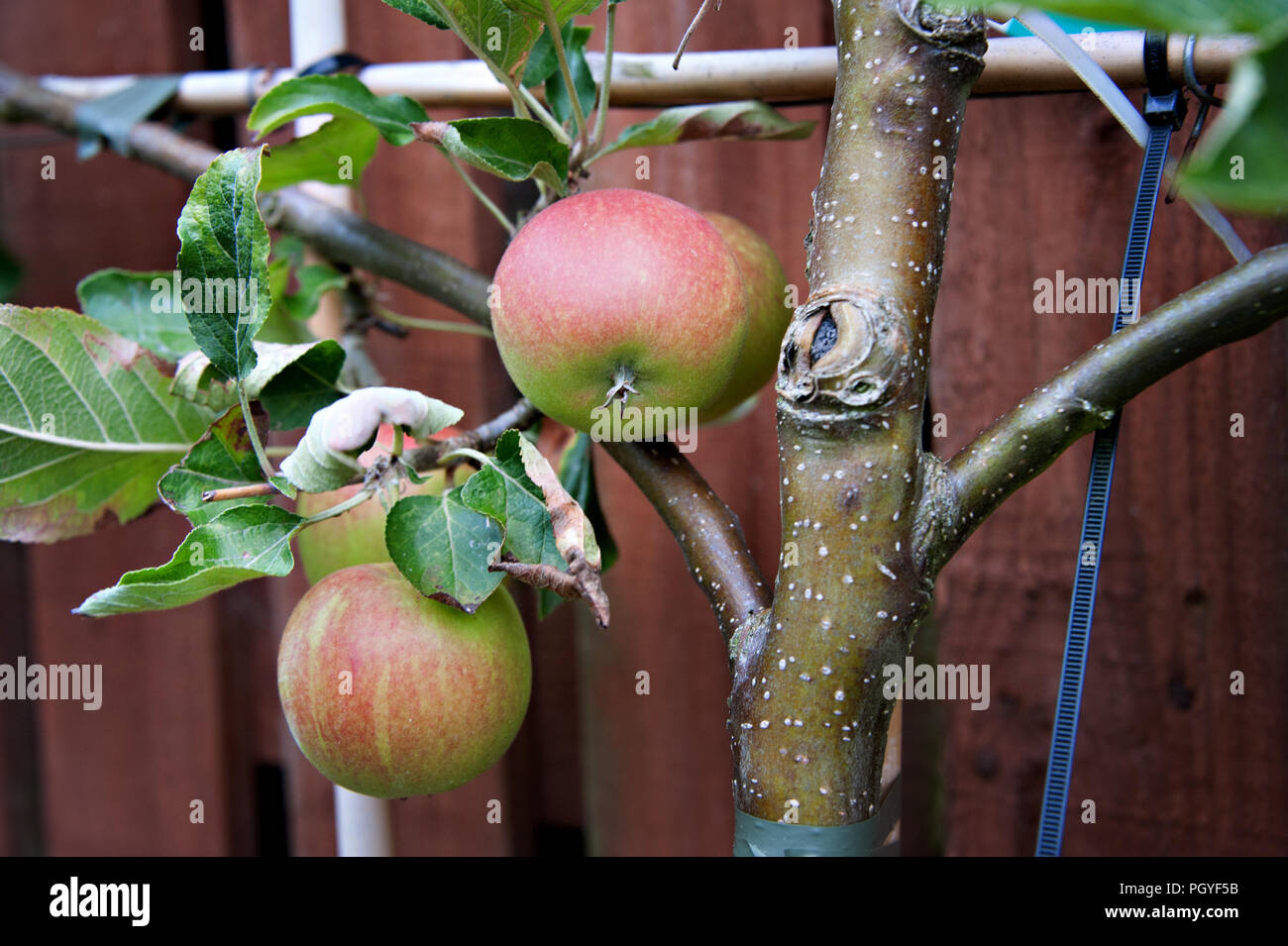 Fan trained espalier hires stock photography and images Alamy