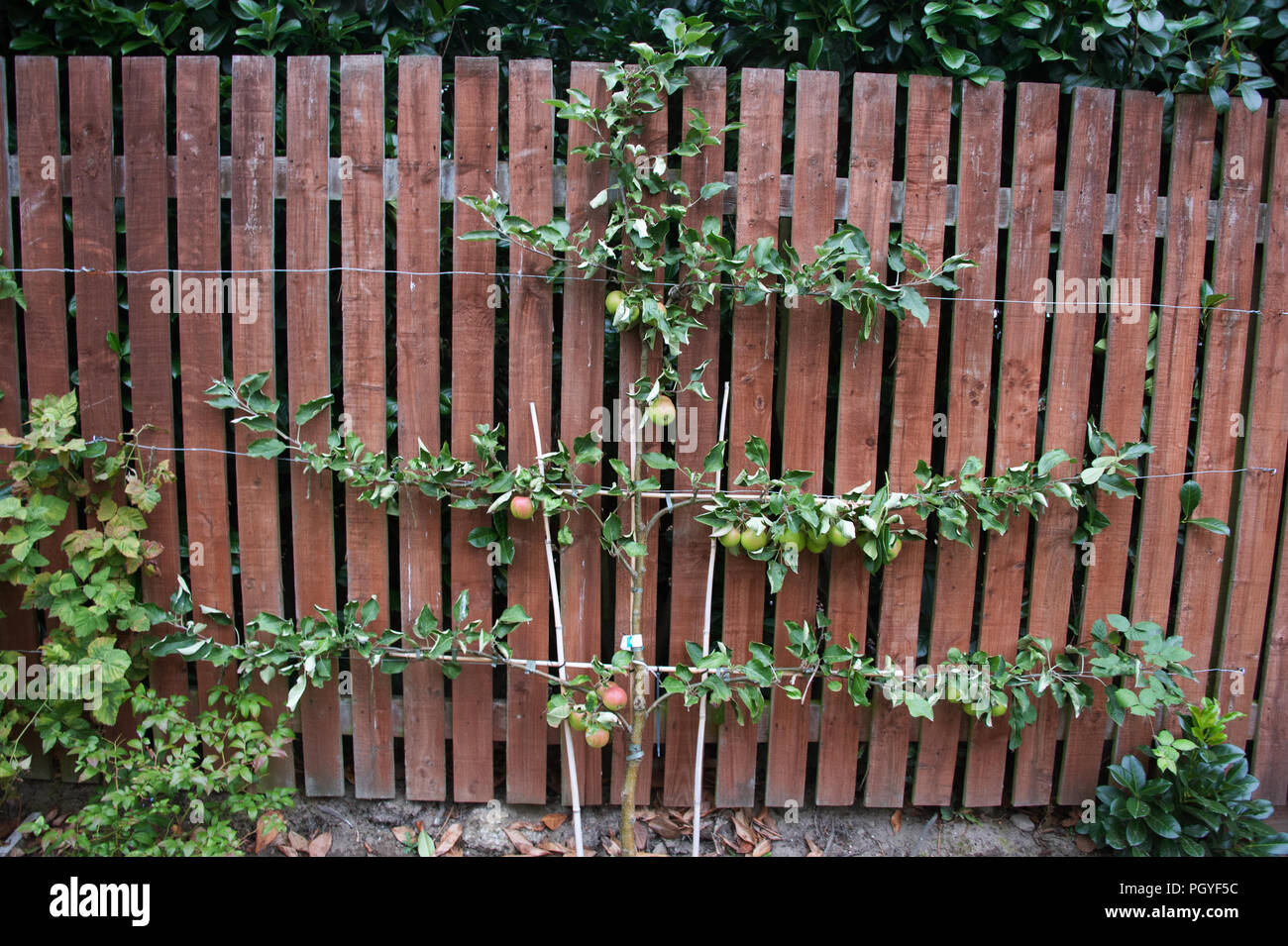 Fan trained espalier hires stock photography and images Alamy