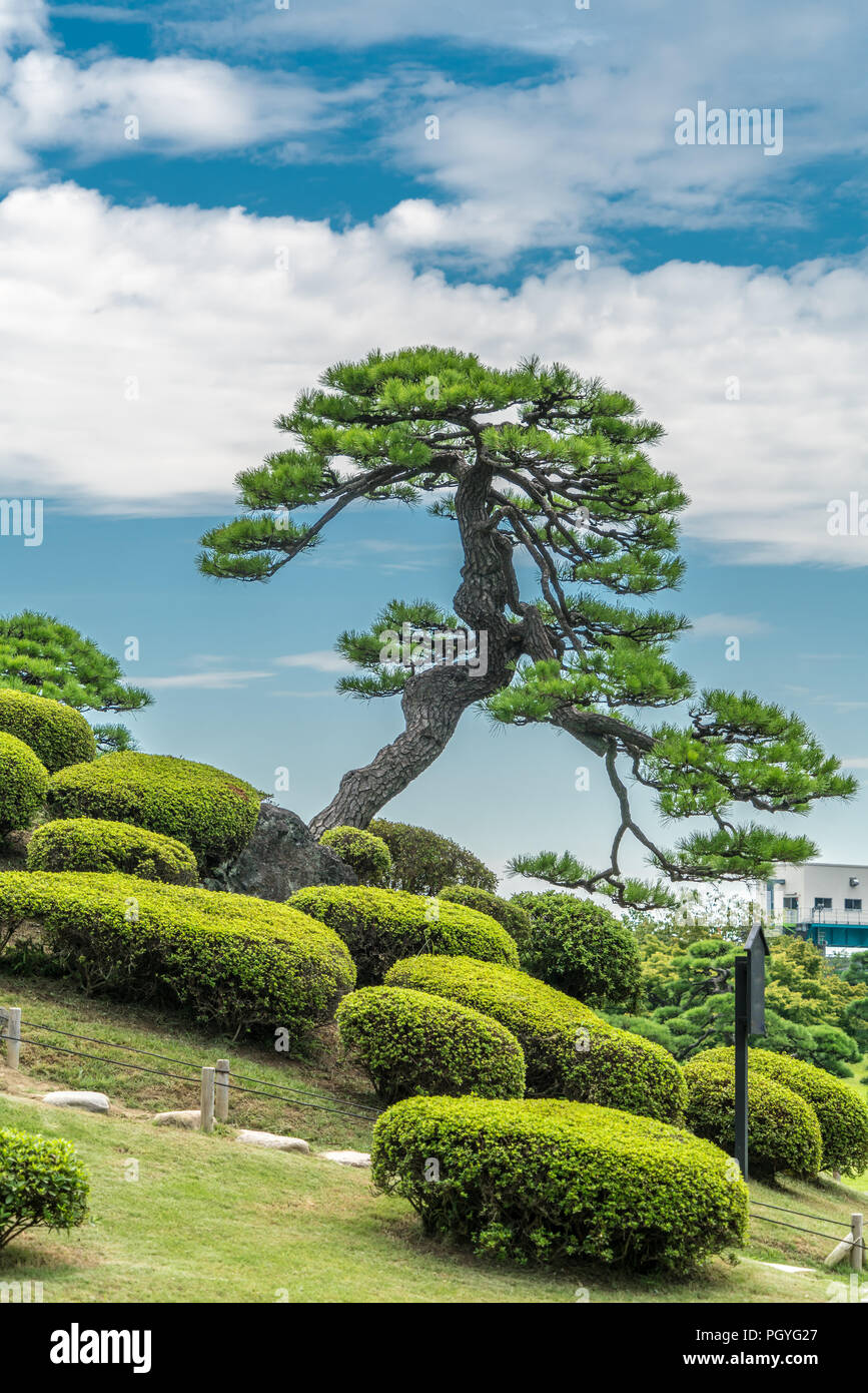 Old japanese pine tree at Hamarikyu Gardens in Tokyo Stock Photo