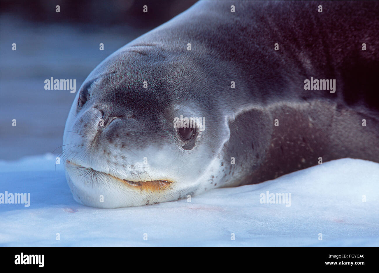 Leopard seal (Hydruga leptonyx) resting on a ice floe, portrait, Argentine Islands, Antarctic Stock Photo