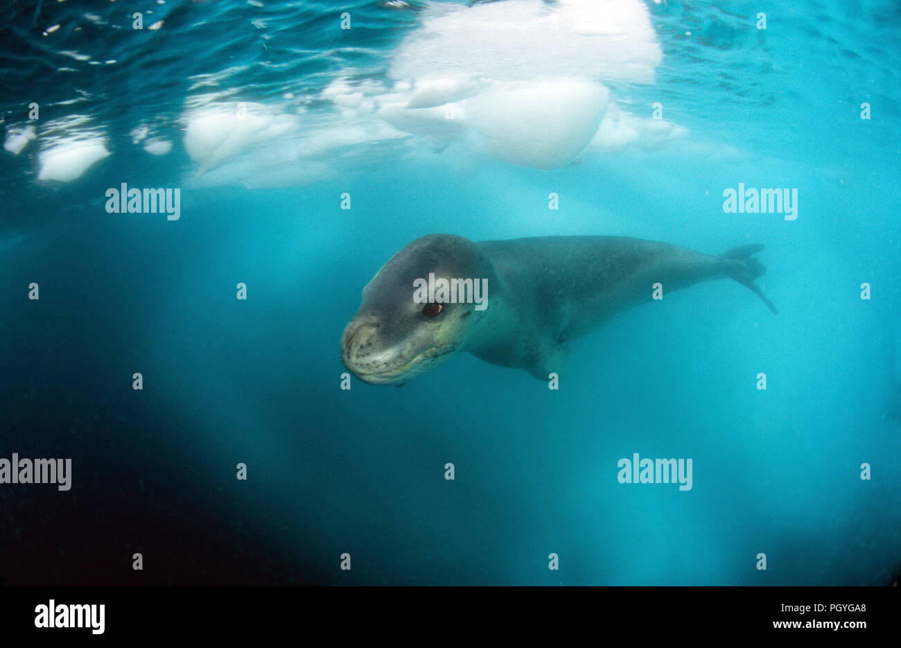 Leopard seal (Hydruga leptonyx), swimming underwater, Verdnadsky Station, Antarctic Peninsula, Antarctica Stock Photo