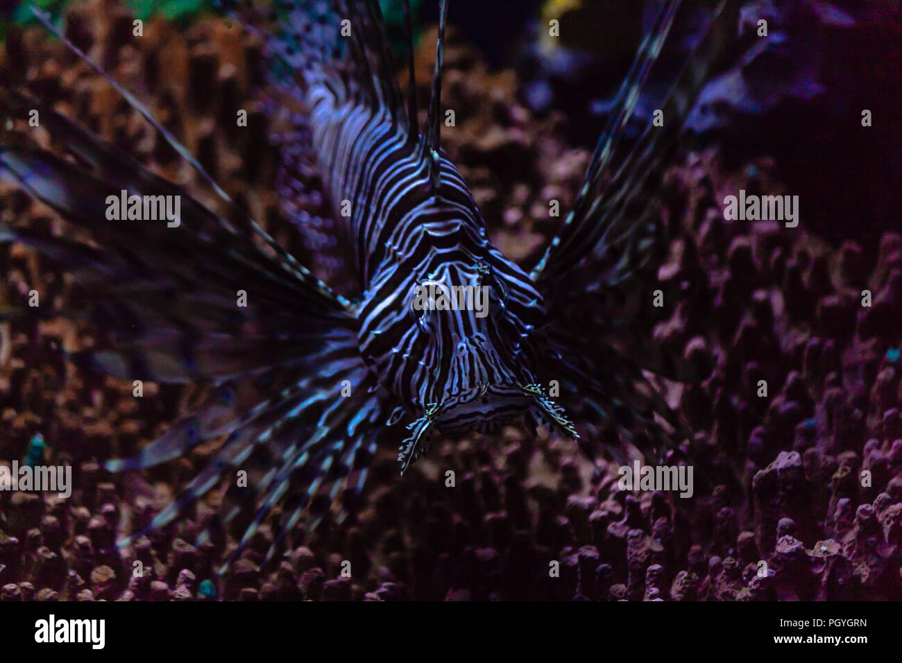 Lionfish invasion in the Caribbean. This species has no natural predators and is aggressively