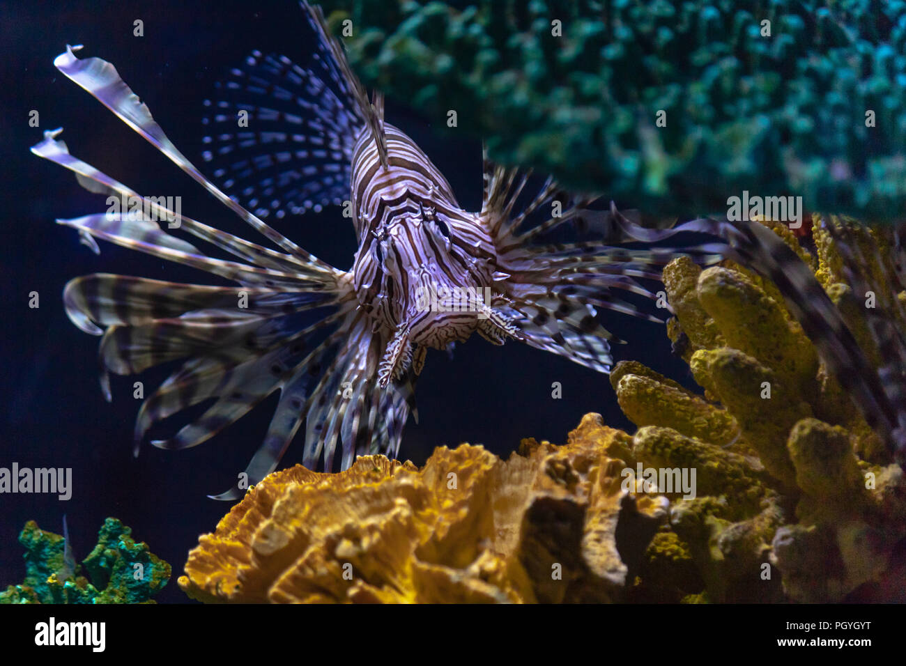 Lionfish invasion in the Caribbean. This species has no natural predators and is aggressively