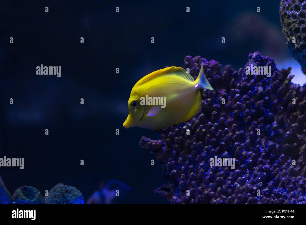 Yellow Tang (Zebrasoma flavescens) in aquarium tank. It is a saltwater fish species of the family Acanthuridae. It is one of the most popular aquarium Stock Photo