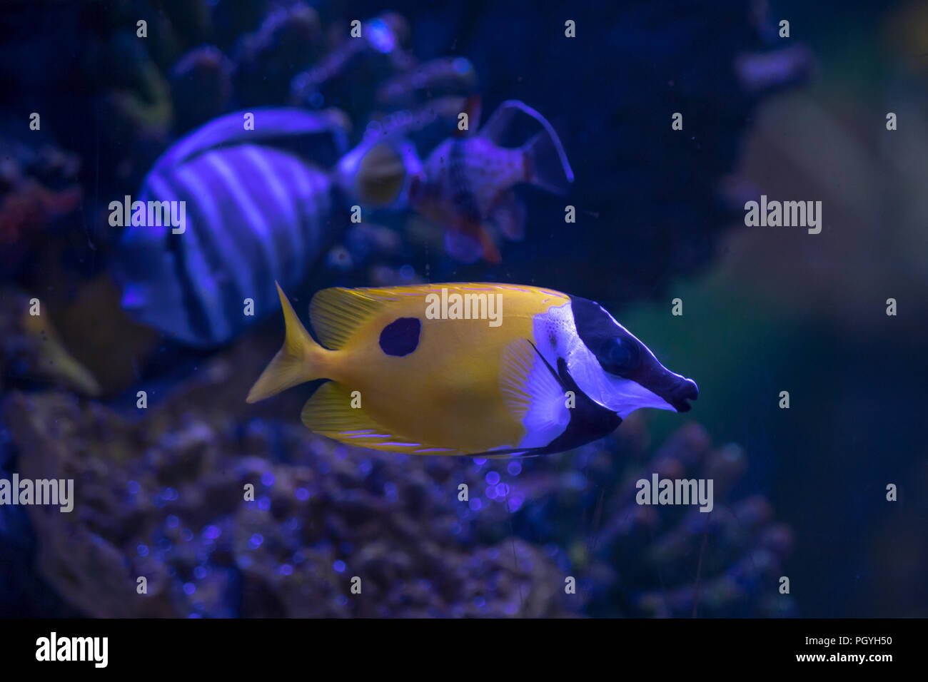 Tropical fish in aquarium under UV light. Species not identified