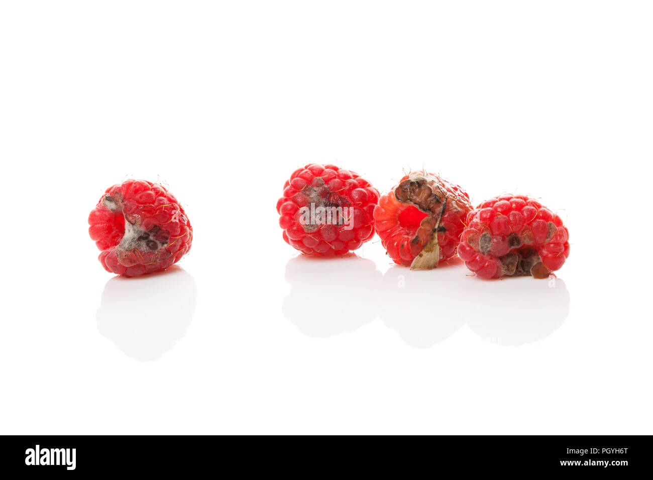 Rotten raspberries isolated on white background. Stock Photo