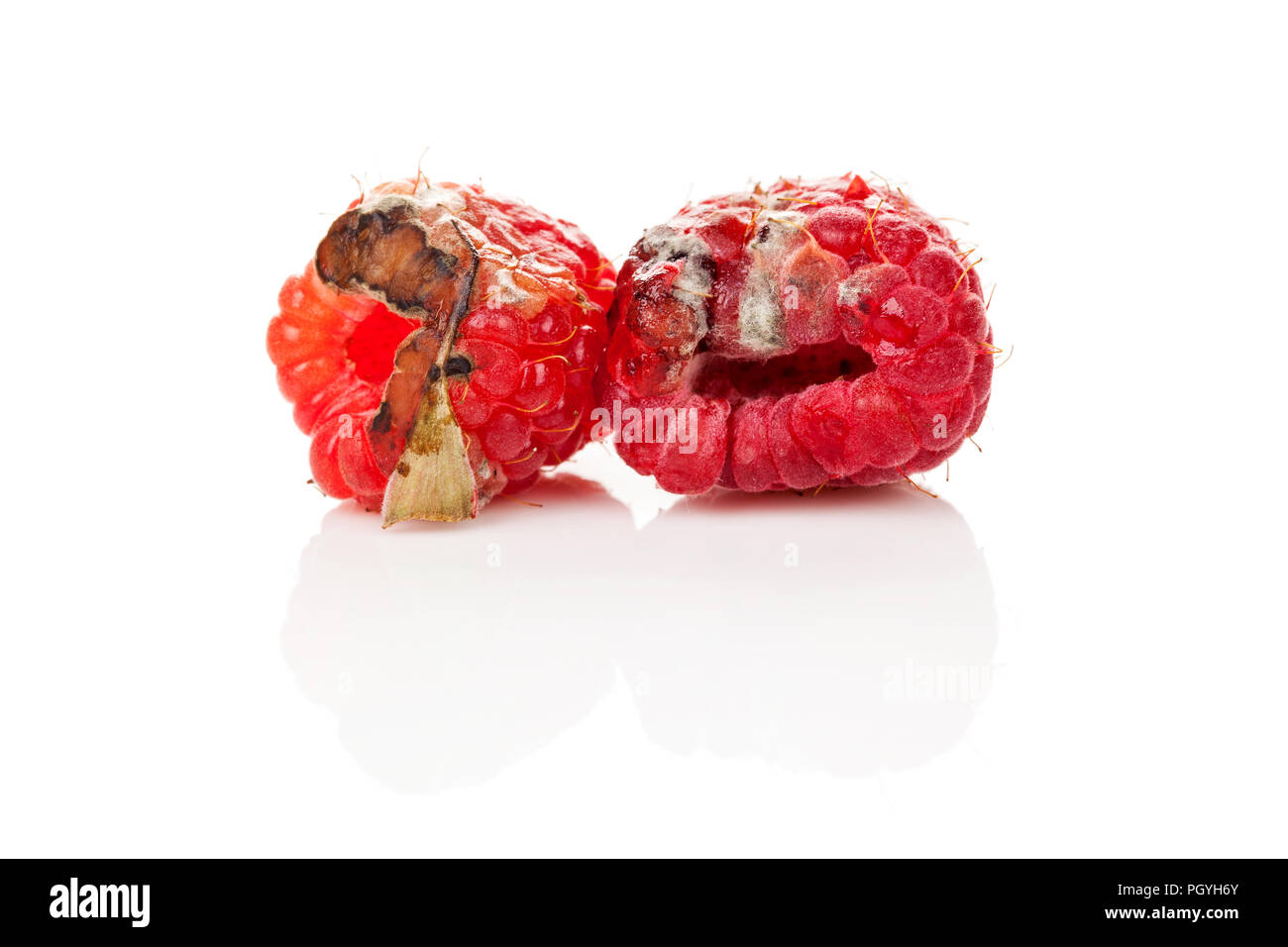 Two rotten raspberries isolated on white background. Stock Photo