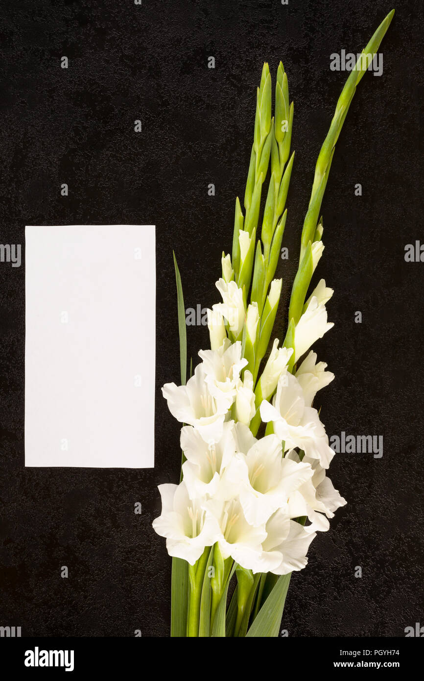 Gladioly hi-res stock photography and images - Alamy