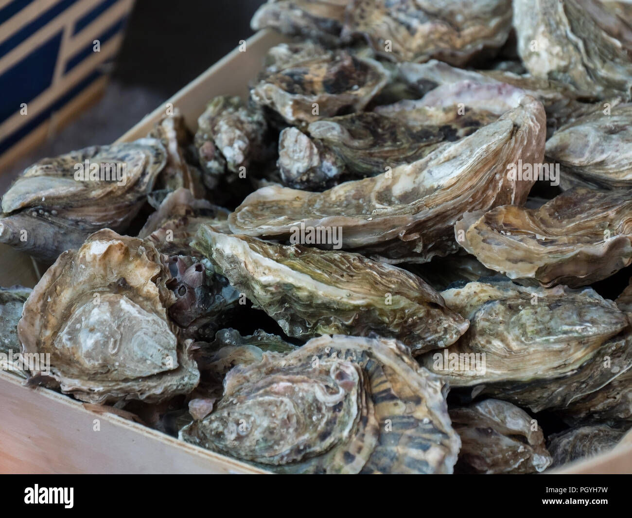 Oysters for sale at the seafood market Stock Photo Alamy