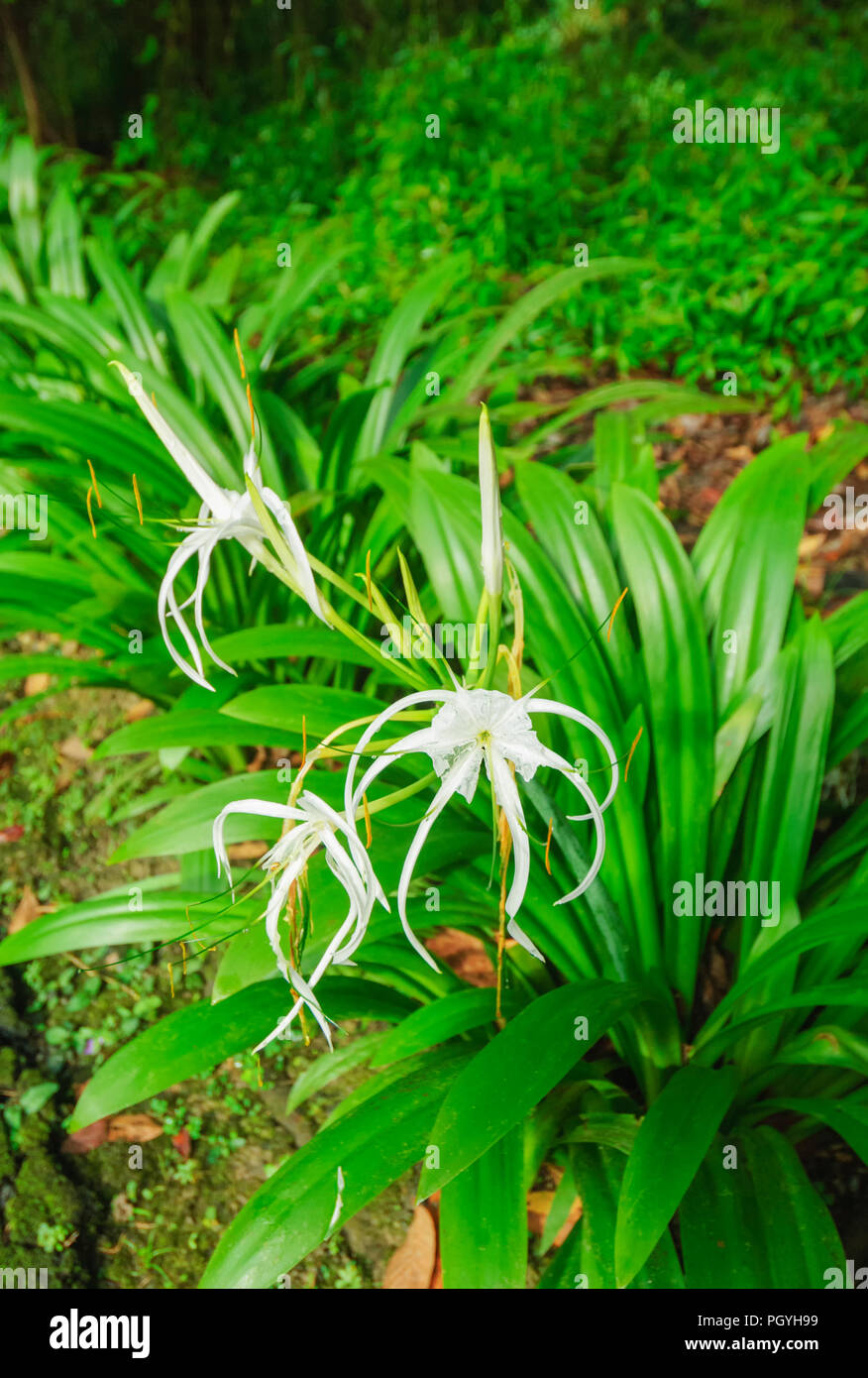 Carolina Spiderflower (Hymenocallis occidentalis), Sandakan District, Borneo, Sabah, Malaysia Stock Photo