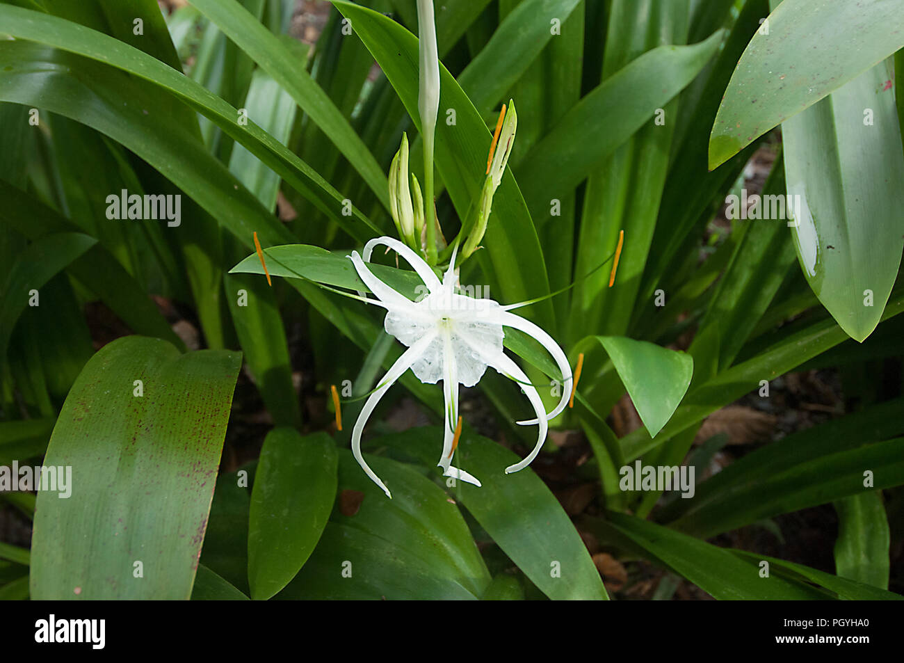 Carolina Spiderflower (Hymenocallis occidentalis), Sandakan District, Borneo, Sabah, Malaysia Stock Photo