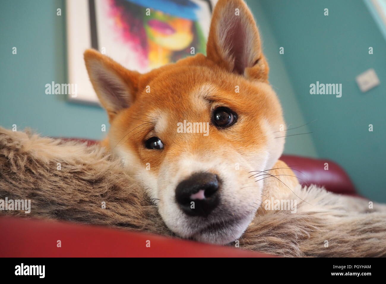 Cute shiba cheap puppy