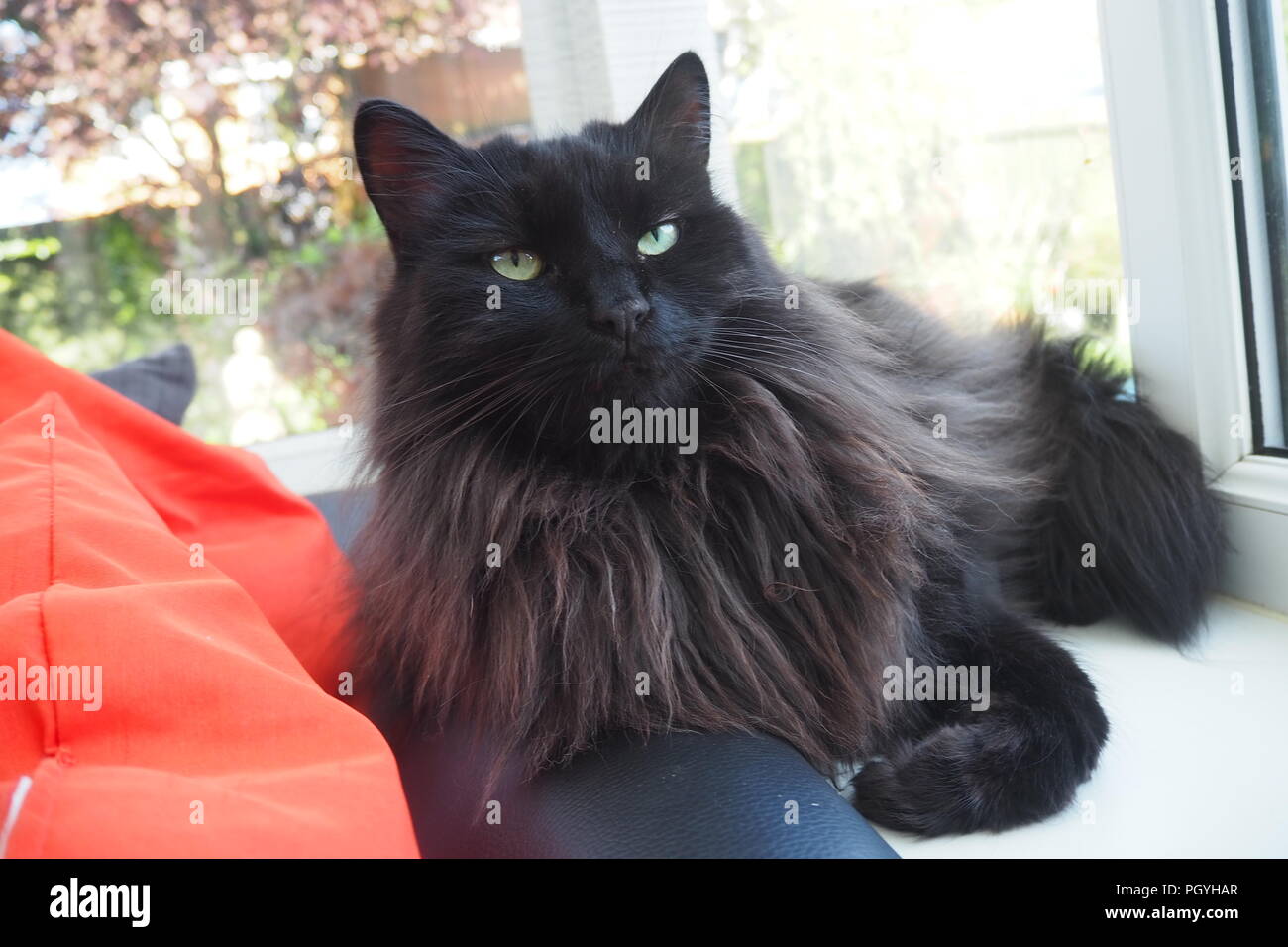 Black long haired cat sunbathing in the sun lying down Stock Photo