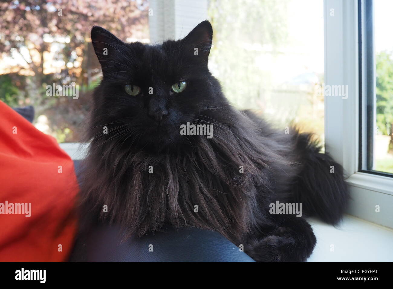 Long haired fluffy black adult cat lying looking at camera Stock Photo -  Alamy