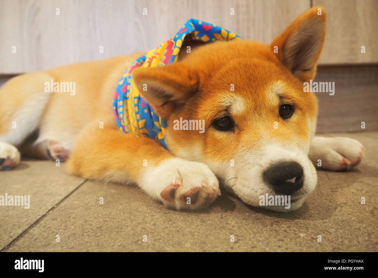 Shiba Inu Puppy Lying On Floor With A Bandana On Stock Photo
