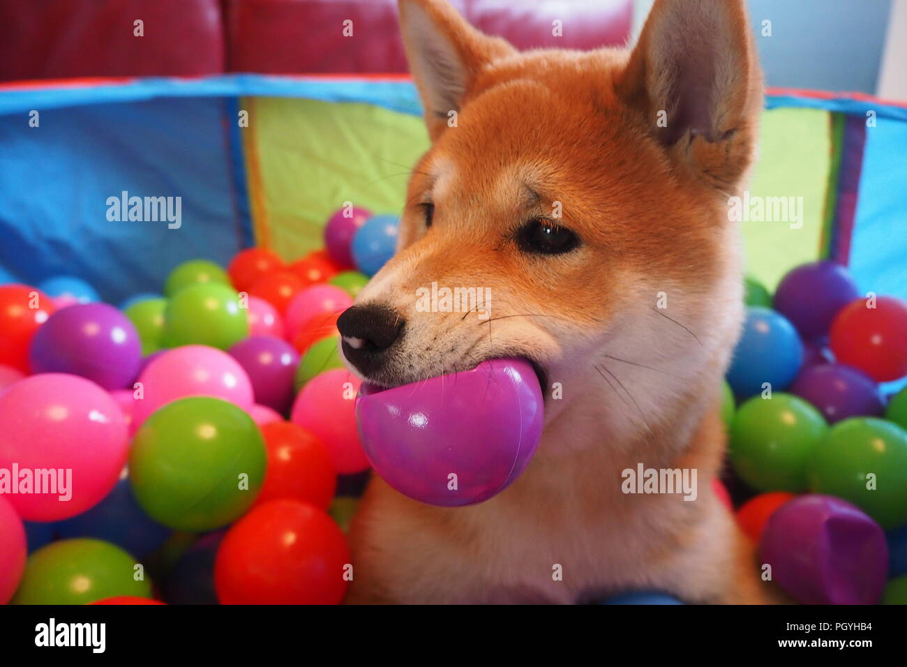 dog ball pit