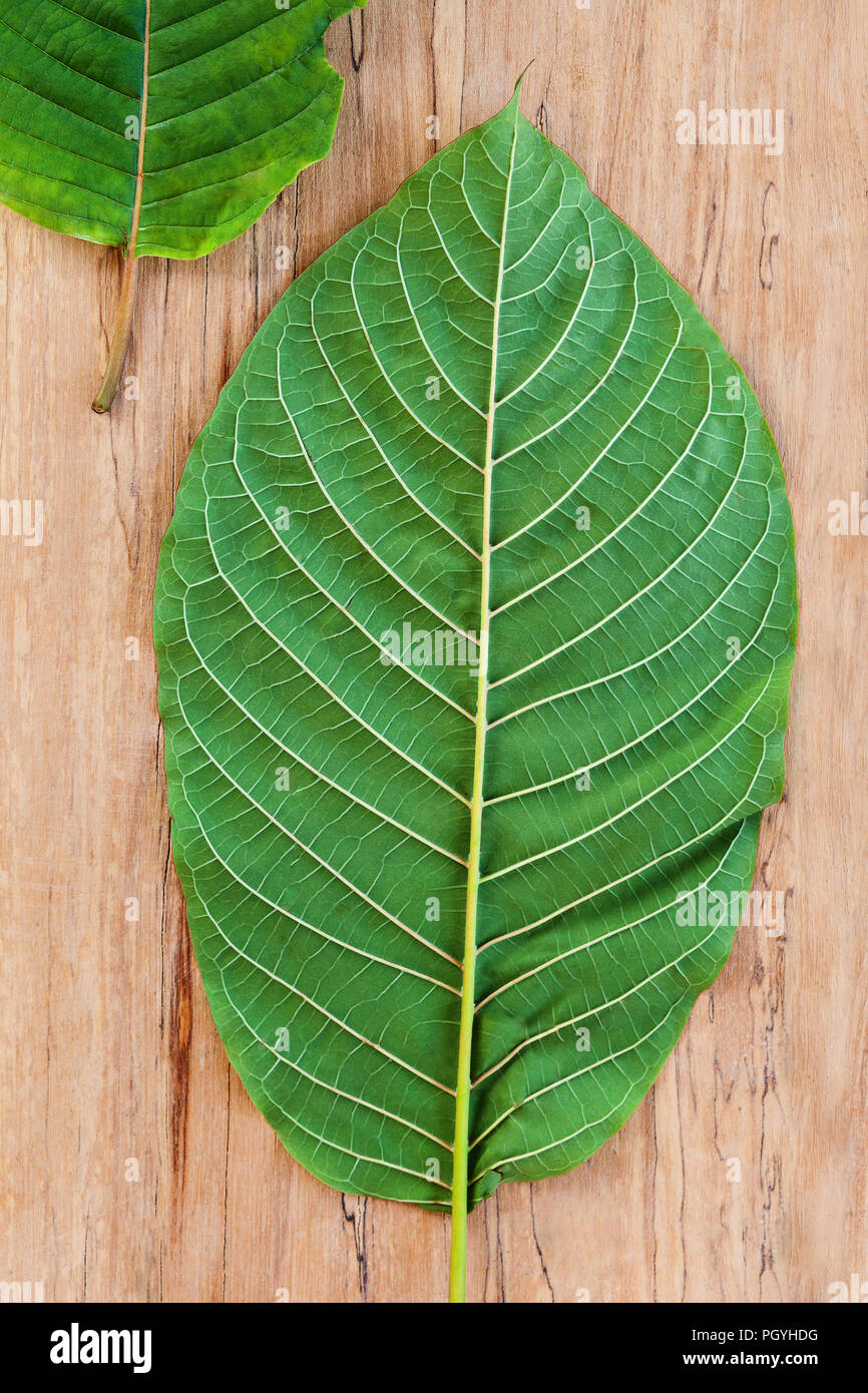 Fresh kratom leaves from above on wooden table. Mitragyna speciosa. Stock Photo