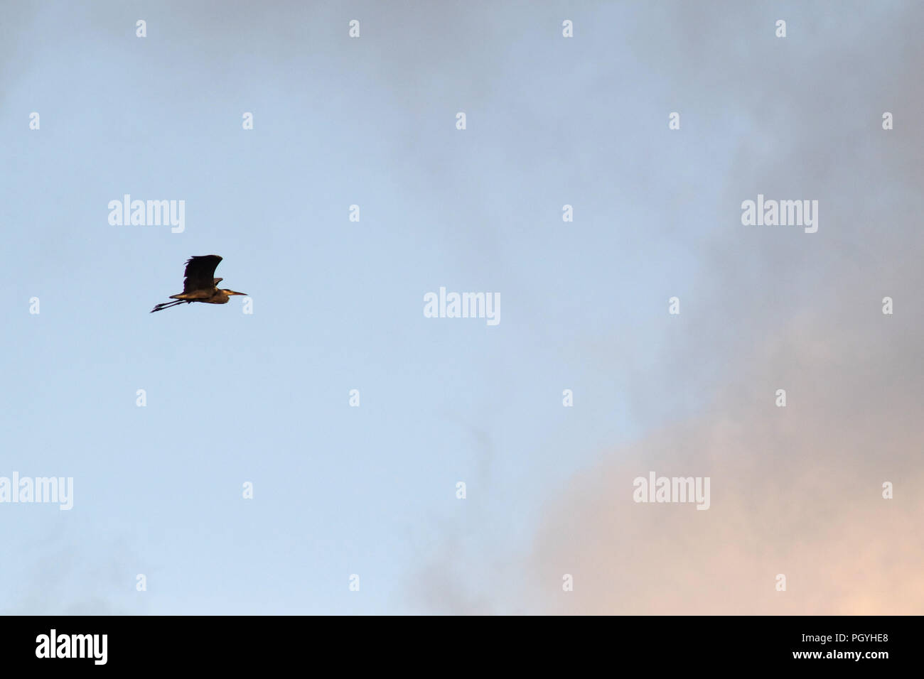 Grey heron flying at sunset Stock Photo